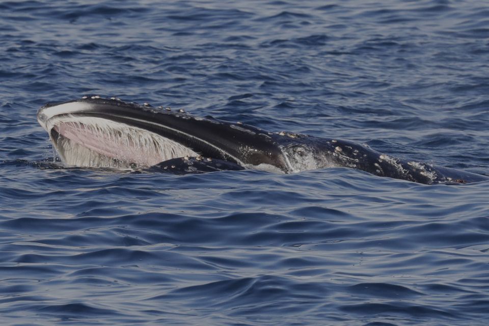 Dunsborough: Whale Watching Tour - Common questions