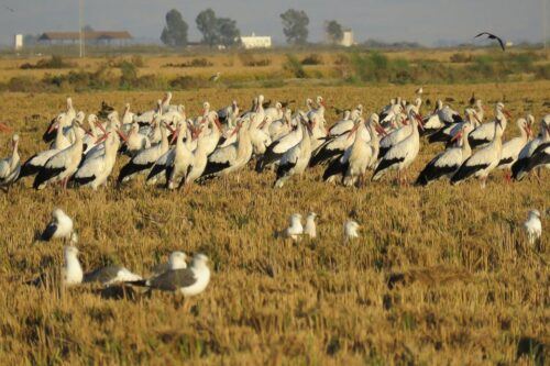 El Rocío: Doñana National Park 4x4 Jeep Tour - Customer Reviews Overview