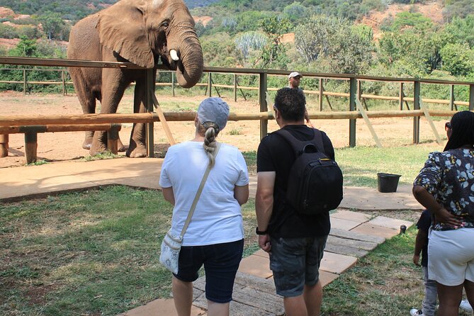 Elephant Sanctuary Tour From Johannesburg - Last Words