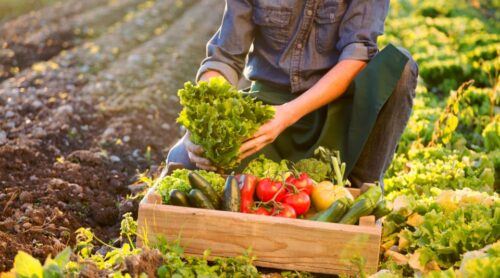 Enjoy Lunch With Pure Products From the Corfu Farm - Itinerary Details and Optional Activities