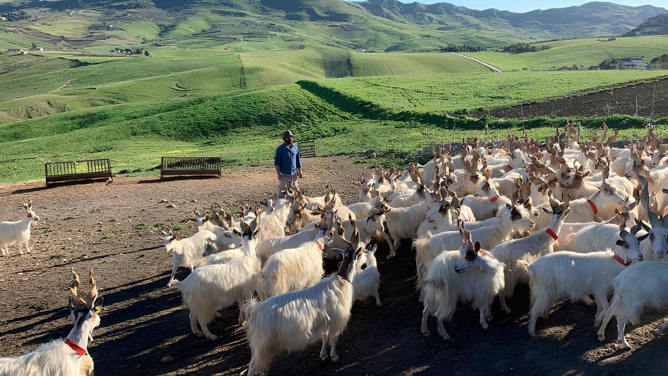 Experience With Girgentan Goats in Agrigento - Booking Process and Product ID
