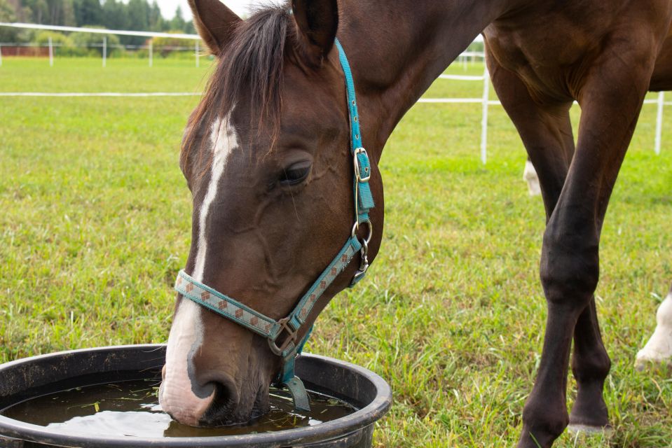 Experience With the Horses: Care, Learning and Dressage - Suitable for All Ages