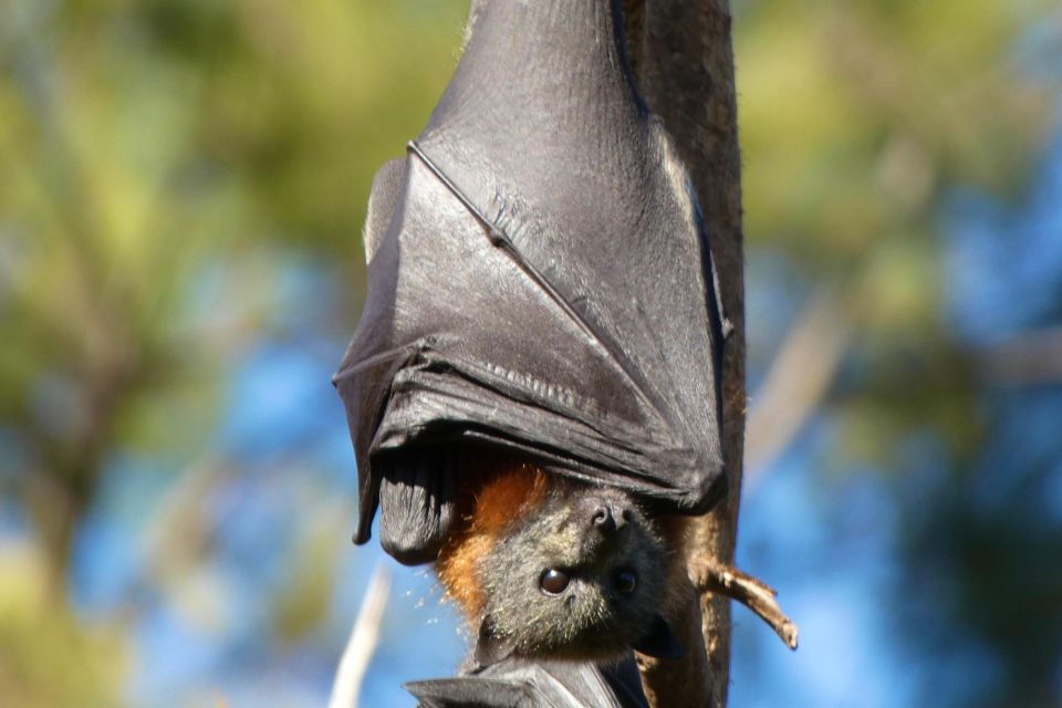 Flying Fox Tour: Australias Largest Bats - Tour Experience