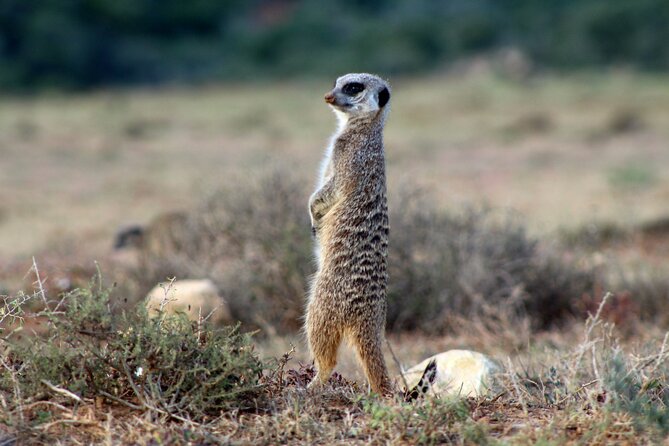 Four-Day South Africa Safari: Addo Park to Karoo  - Port Elizabeth - Booking Information