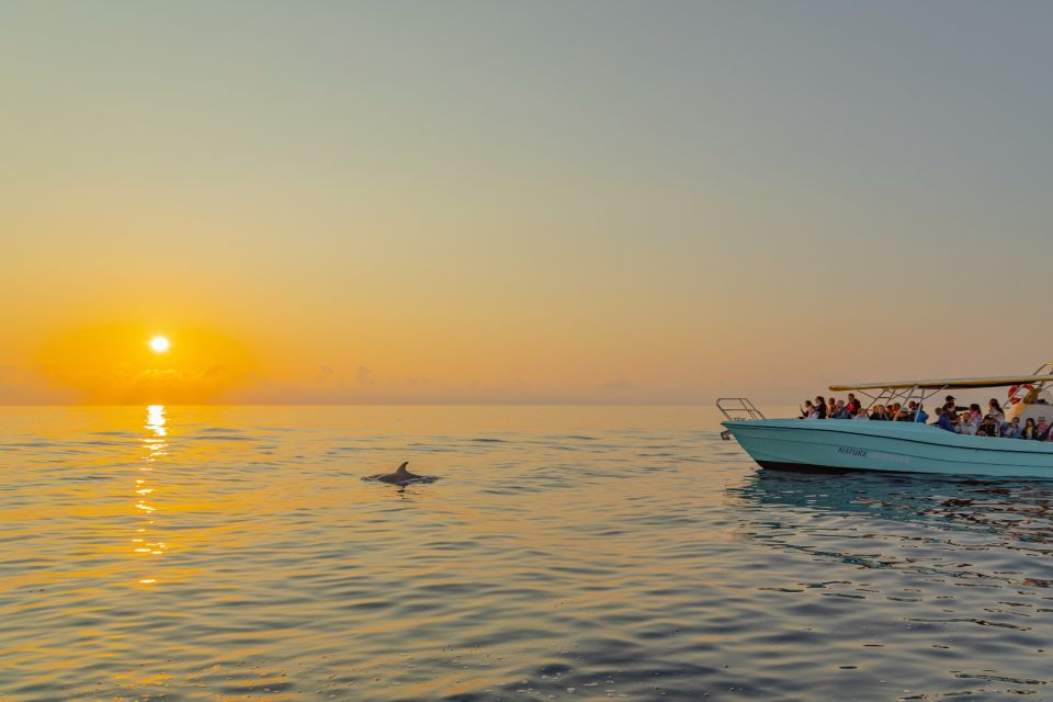 From Alcudia: Sunrise Dolphin Watching Boat Tour - Positive Guest Feedback