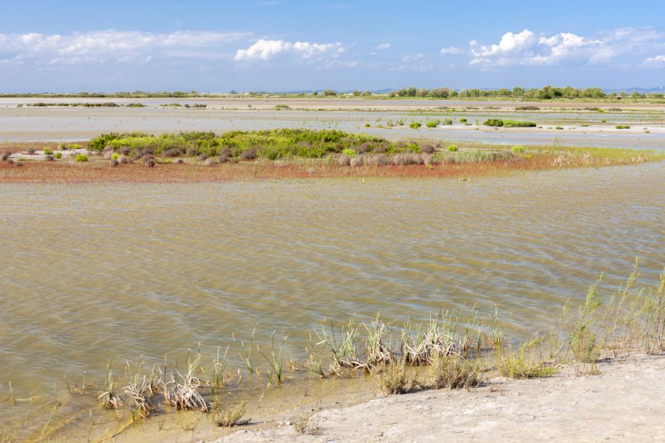 From Arles: Half-Day 4x4 Camargue Safari - Meeting Point Variability