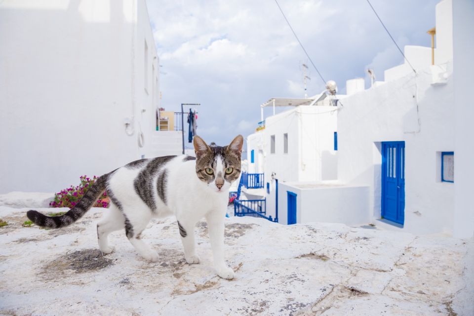 From Athens: Mykonos Day Trip With Ferry Tickets - Provider Information