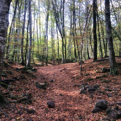 From Barcelona: Medieval Villages and Volcanic Hiking Tour - Enjoy Guided Walk in Besalú