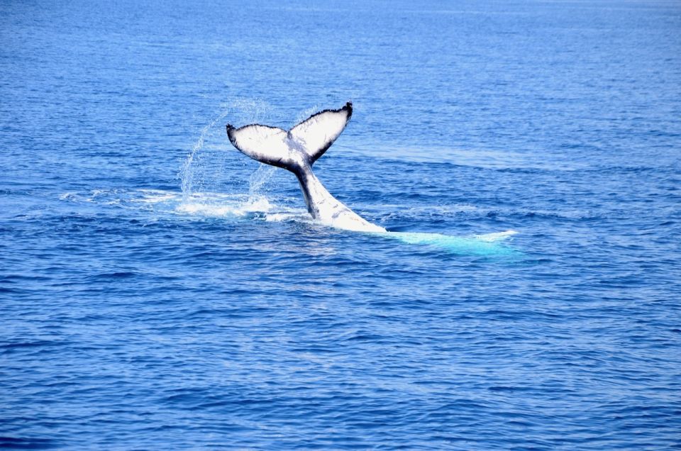 From Busselton: Half-Day Coastal and Wildlife Eco Tour - Booking Directions