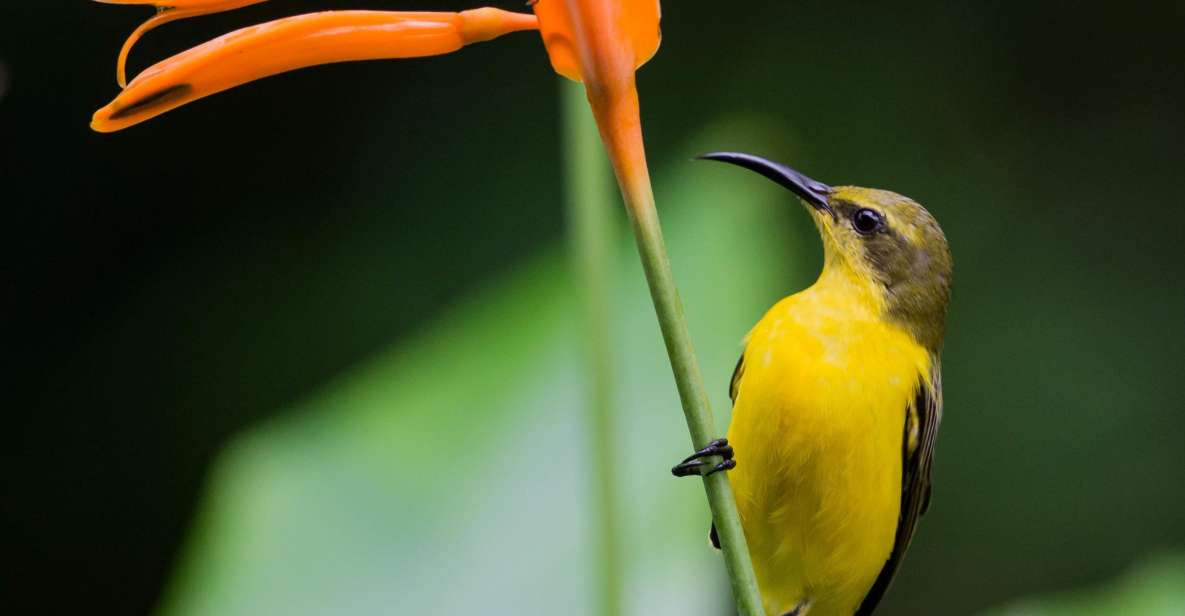 From Cairns: Daintree National Park Private Tour - Common questions