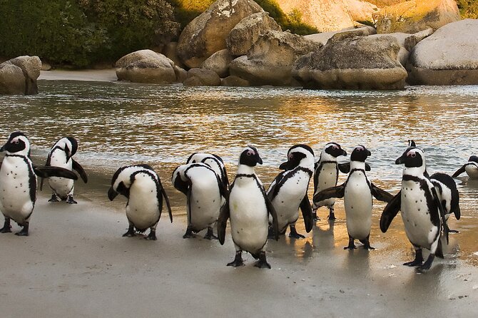 From Cape Town: Table Mountain, Cape of Good Hope & Penguins Including Park Fees - Last Words