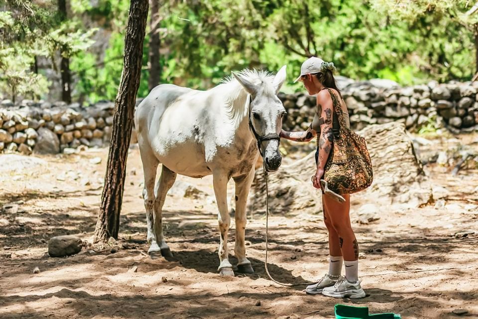 From Chania: Full-Day Samaria Gorge Trek Excursion - Last Words