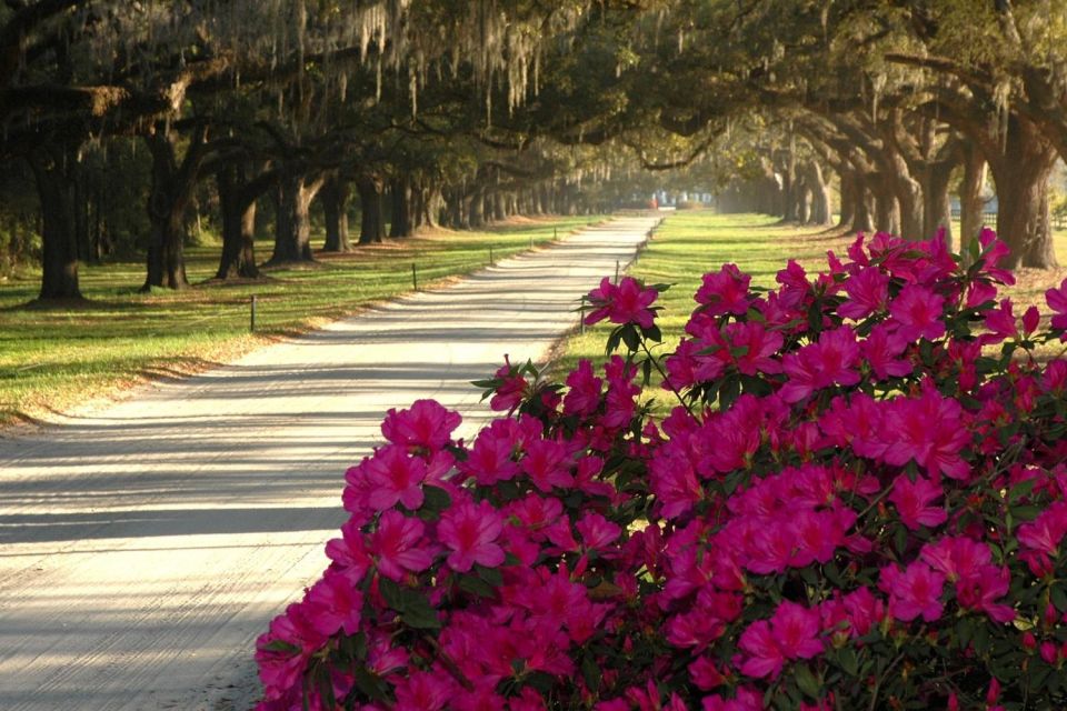 From Charleston: Boone Hall Plantation Entry With Transfers - Last Words