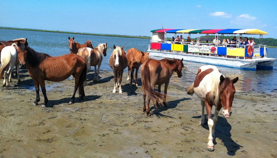From Chincoteague Island: Assateague Island Boat Tour - Common questions