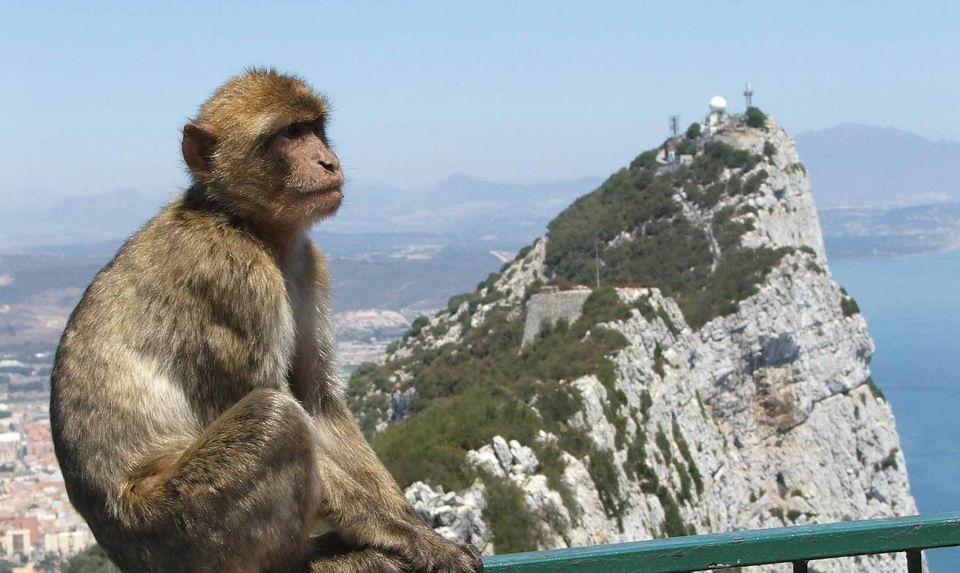 From Costa Del Sol: Day Trip to Gibraltar With Guided Tour - Meeting the Guide