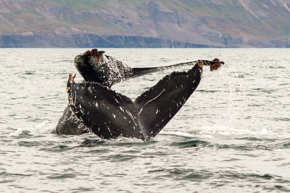 From Dalvik: Arctic Whale Watching in Northern Iceland - Directions to Arctic Whale Watching