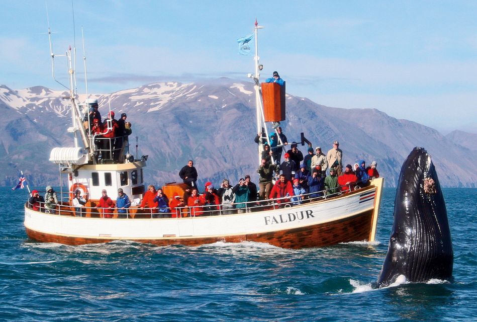 From Húsavík: Traditional Whale Watching Tour - Meeting Point and Departure Information