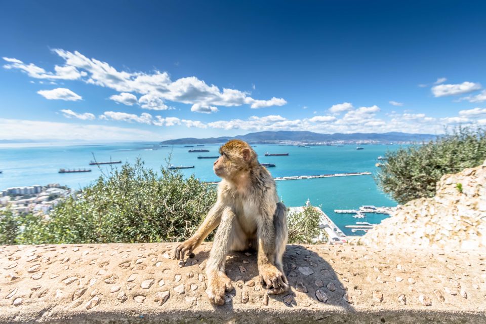 From Malaga and Costa Del Sol: Gibraltar Shopping Tour - Common questions