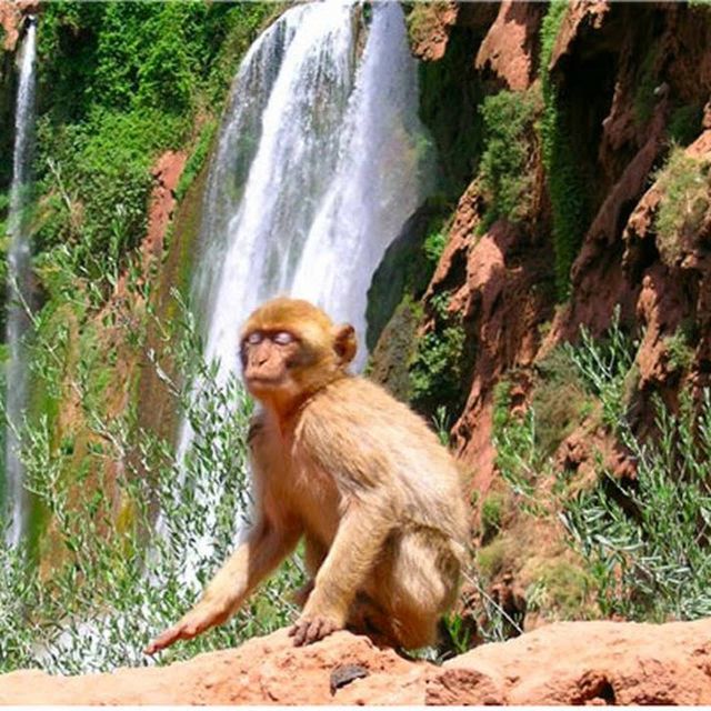 From Marrakech: Ouzoud Waterfalls Guided Hike and Boat Tour - Full Description