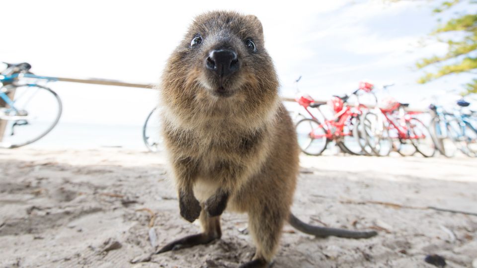 From Perth: Rottnest Island Ferry & Bus Tour - Important Information