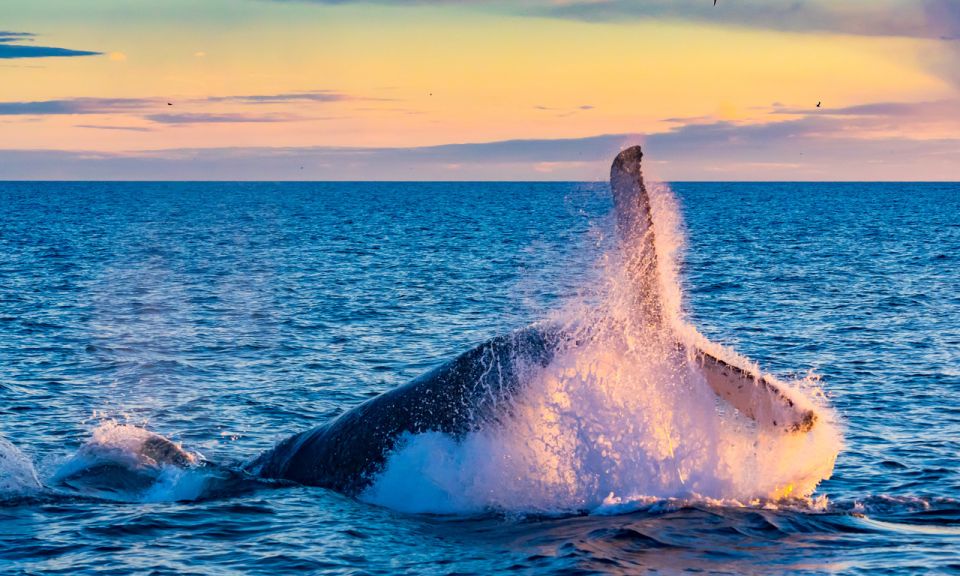From Reykjavik: Full Day Whale Watching & Golden Circle Tour - Booking and Pricing