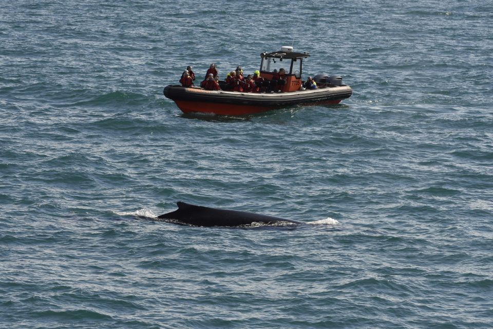 From Reykjavik: Whale and Puffin Watching RIB Boat Tour - Gear and Guides