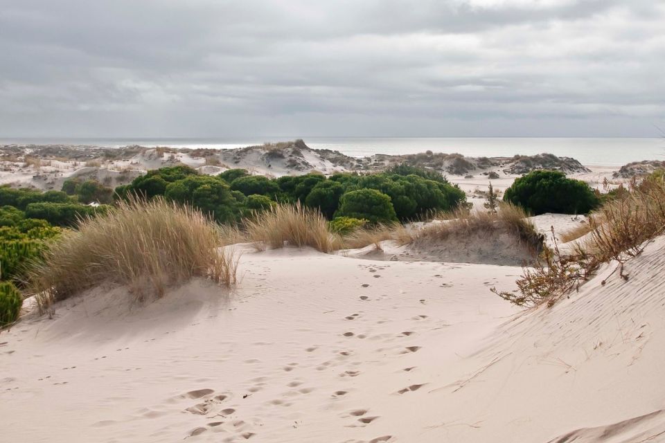 From Seville: Doñana National Park Tour - Common questions