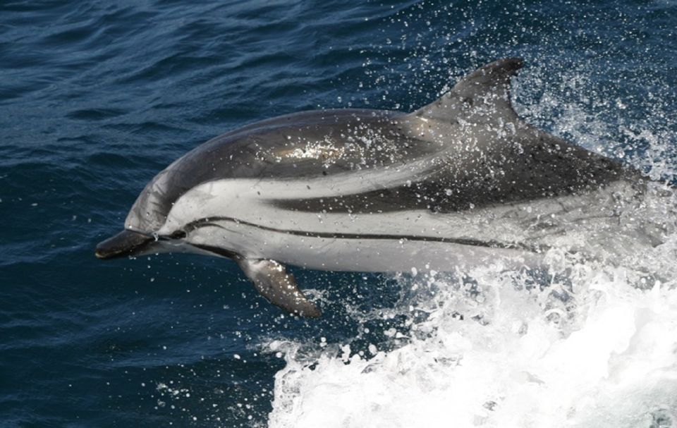 From Seville: Gibraltar Dolphins Watching Day Trip - Directions