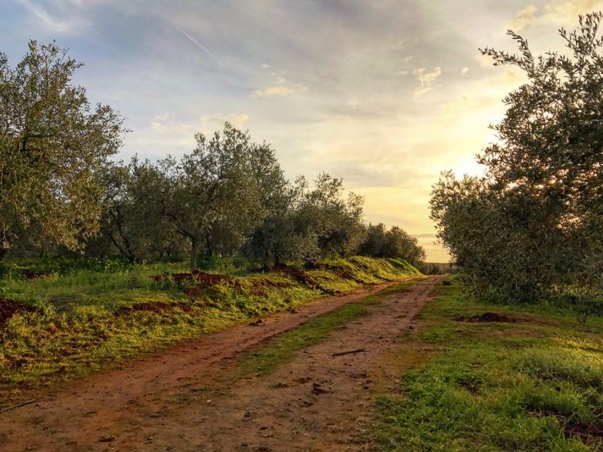 From Seville: Olive Oil Farm Tour - Background