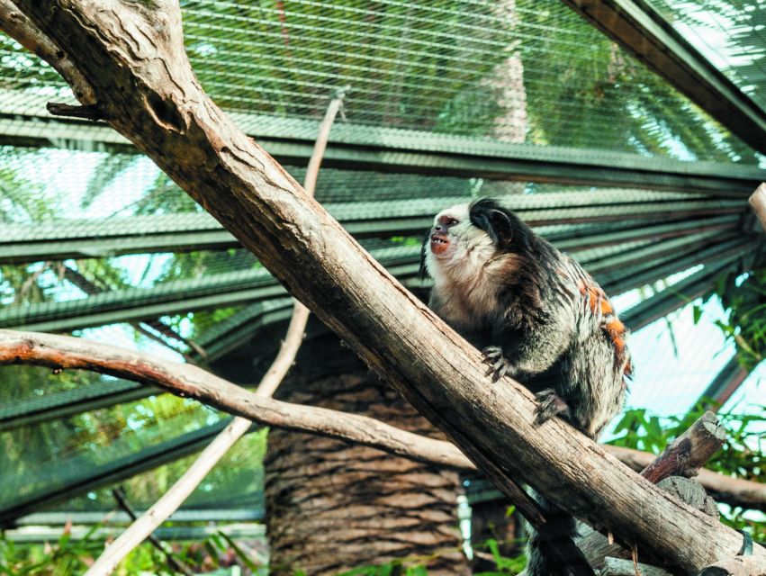 From South Tenerife: Loro Park Zoo Ticket & Hotel Transfers - Free Cancellation Policy