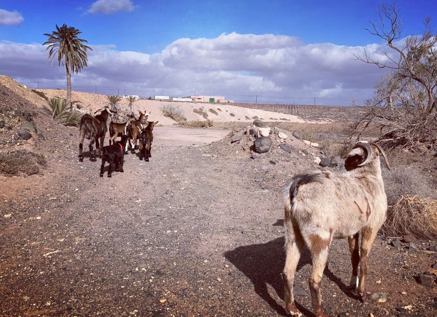 Fuerteventura: Guided Trekking Tour With Island Goats - Last Words