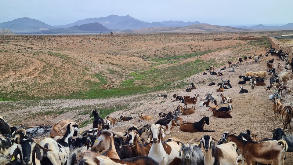 Fuerteventura: Tapas and Local Life Guided Tour - Directions for Booking