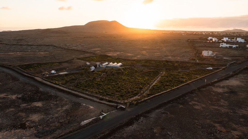 Fuerteventura: Tour of Bodega Conatvs Vineyard With Tasting - Tour Highlights