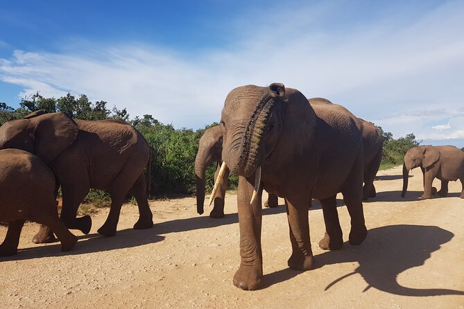 Full Day Addo Elephant National Park Safari - Common questions