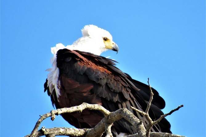 Full-Day Kruger National Park Safari - Common questions