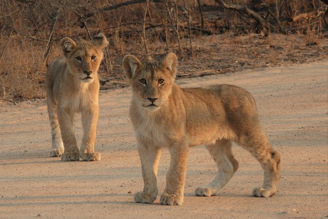 Full Day Safari in the Kruger National Park From Hazyview - Common questions