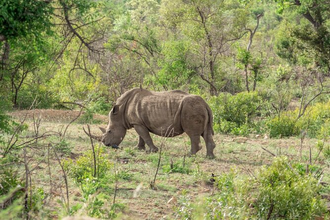 Full Day Safari Tour of Pilanesberg National Park, Open Jeep Experience - Contact and Support