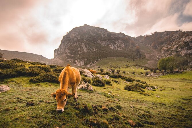 Full Day Tour Lakes of Covadonga and Santillana From Santander - Buendía Tours Guide