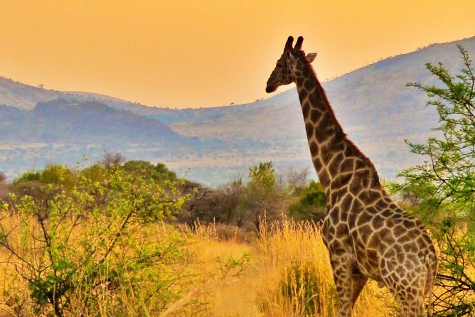 Full Day Ultimate Pilanesberg National Park Safari From Johannesburg or Pretoria - Safari Itinerary