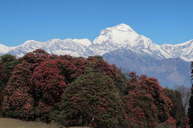 Ghorepani Ghandruk Trek - Last Words