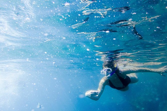 Glass-Bottom Boat Ride and Snorkel Tour in Cabo San Lucas - Last Words