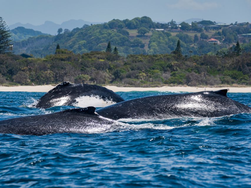 Gold Coast: Swim With Whales - Common questions