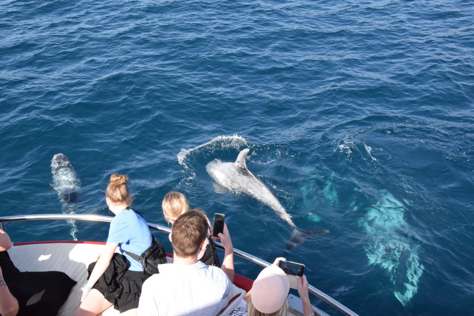 Gran Canaria: Dolphin and Whale Watching Cruise - Common questions