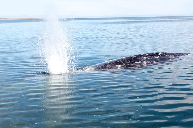 Gray Whale Watching Tour With Marine Biologist and Small Group - Last Words