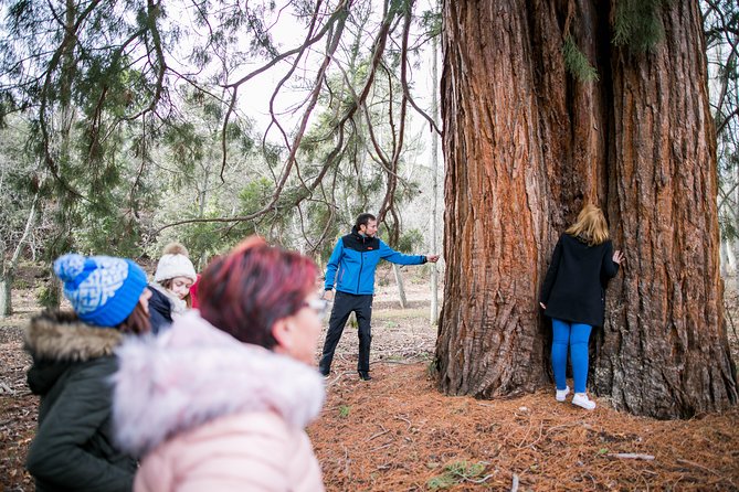 Guided Visit to the Redwoods of La Losa. - Copyright Information