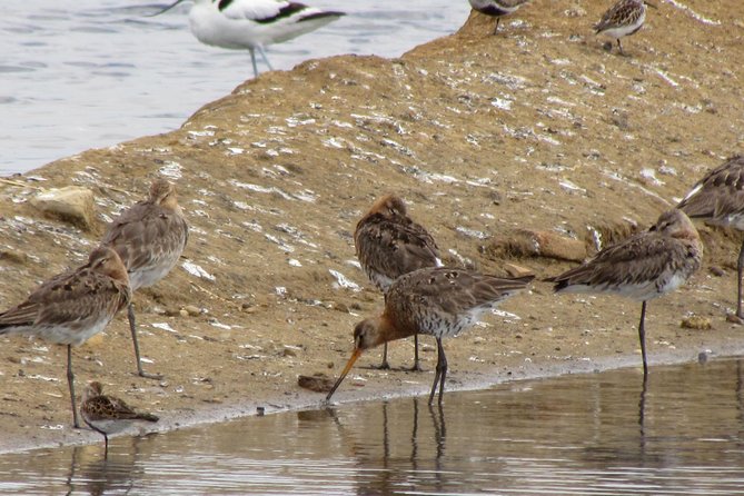 Half-Day Birdwatching Around Tavira - Common questions