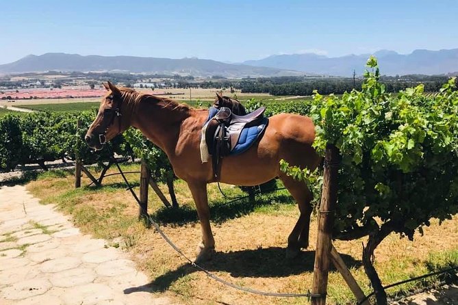 Half Day Horseback Wine Tour - Last Words