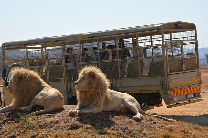 Half Day Lion Park Tour From Johannesburg or Pretoria - Additional Tips for Visitors