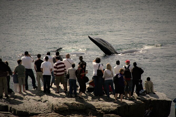 Hermanus Land Based Whale Walking Tour With Dave De Beer - Reviews