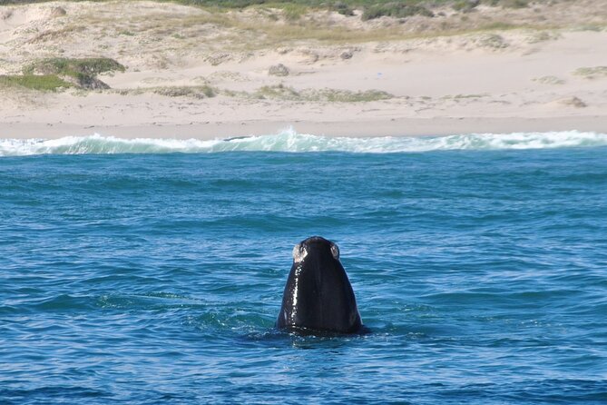 Hermanus Whales and Wine Full Day Private Tour - Common questions